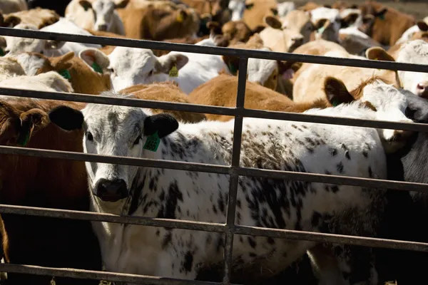 Rinder in einem überfüllten Stall — Stockfoto