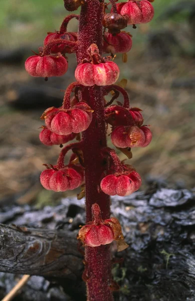 Cápsulas de sementes de Pinedrop Plant — Fotografia de Stock