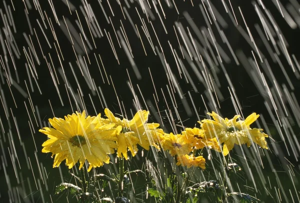 Chuva em margaridas amarelas — Fotografia de Stock