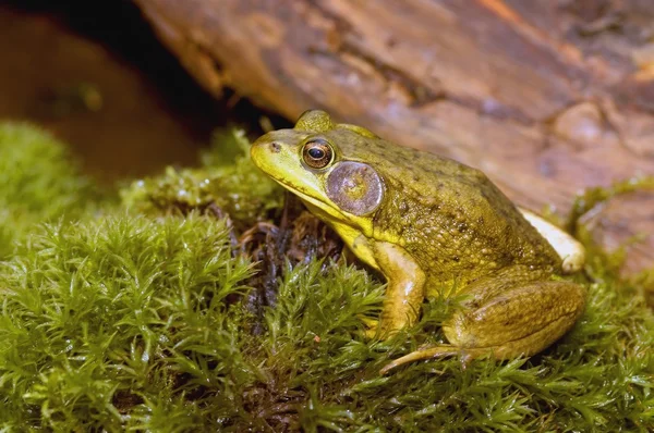 Bullfrog — Stock Photo, Image