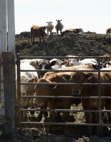 Herd Of Cattle Behind Enclosure — Stock Photo, Image