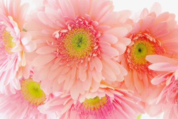 Růžová gerbera sedmikrásky — Stock fotografie