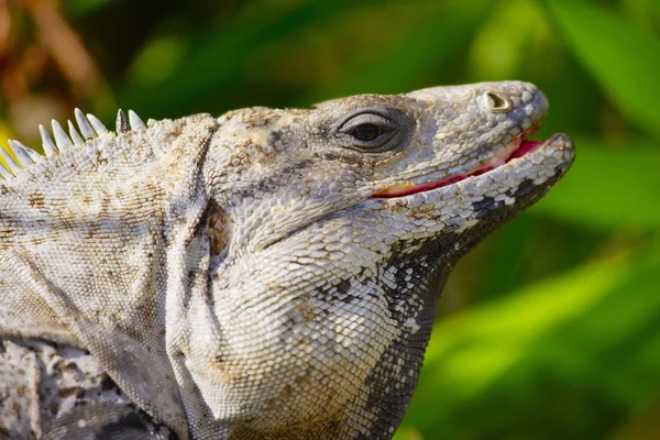 Bir iguana profili — Stok fotoğraf
