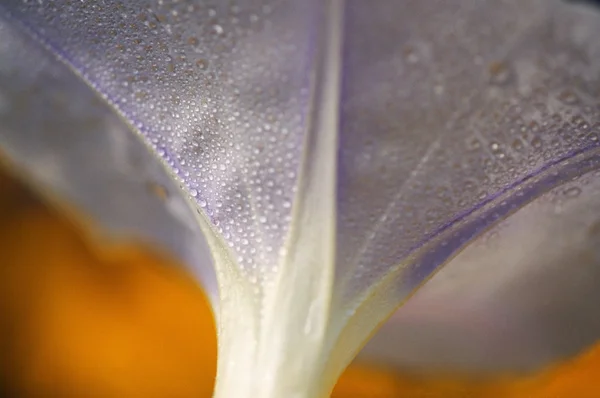 Sotto Di Un Fiore Fiorisce Con Rugiada — Foto Stock