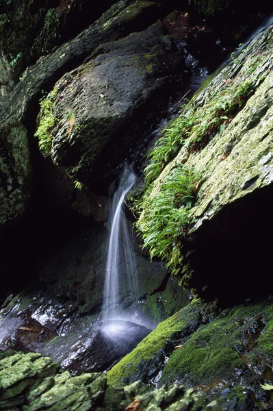 Cascata entre pedras musgosas da corrente selvagem — Fotografia de Stock