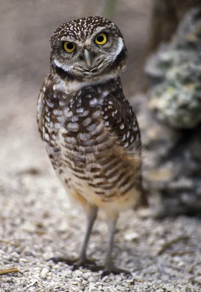 Burrowing Owl — Stock Photo, Image