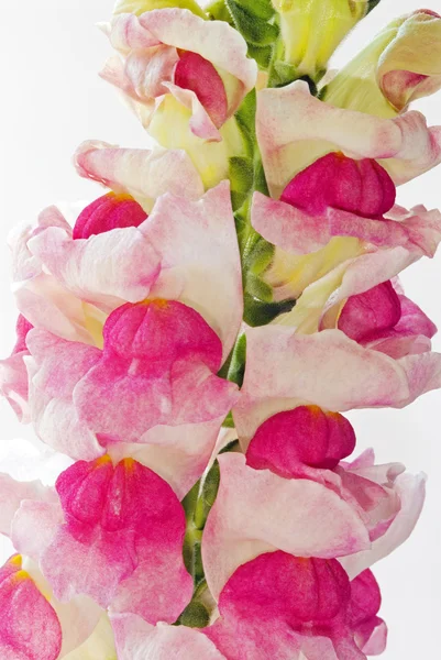 Flores de Snapdragon rosa e branco — Fotografia de Stock