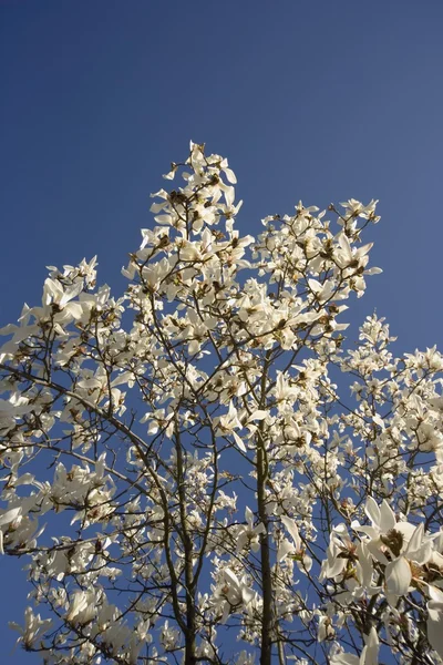 Beyaz çiçekleri — Stok fotoğraf