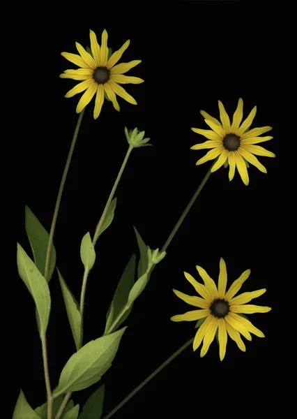 三个黄色的花朵 — 图库照片