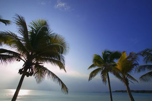 Palme con vista sull'oceano — Foto Stock