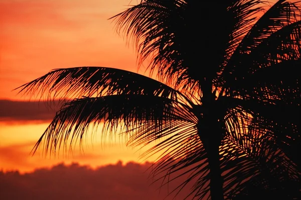 Silhouetted Palm Tree — Stock Photo, Image