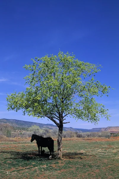 Horse Under Cottonwood Tree — Stock Photo, Image