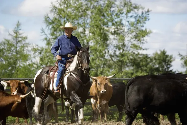 Longhorn cattle — Stockfoto