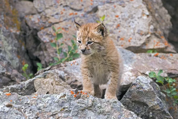 Kit lince euroasiático — Foto de Stock