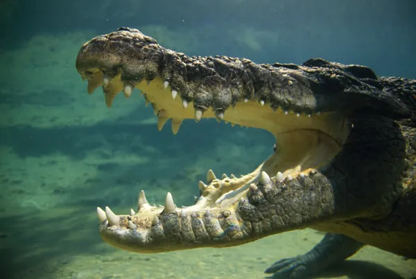 Crocodile's tátott szájjal — Stock Fotó