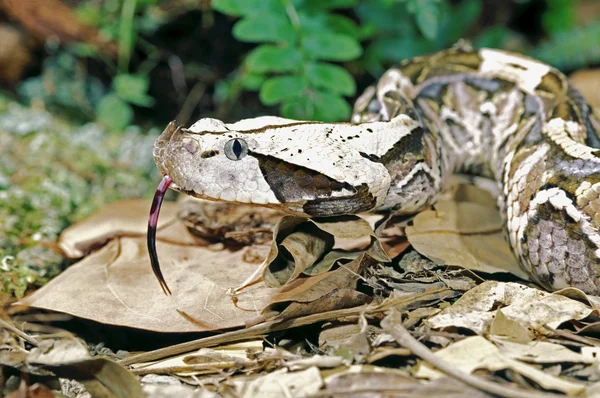 加彭毒蛇 — 图库照片