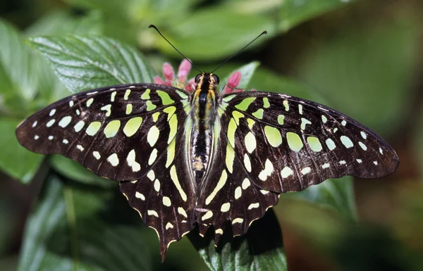 Jay Butterfly in coda — Foto Stock