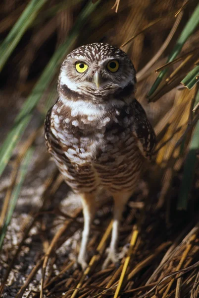 Burrowing Owl Standing On Ground — Stock Photo, Image