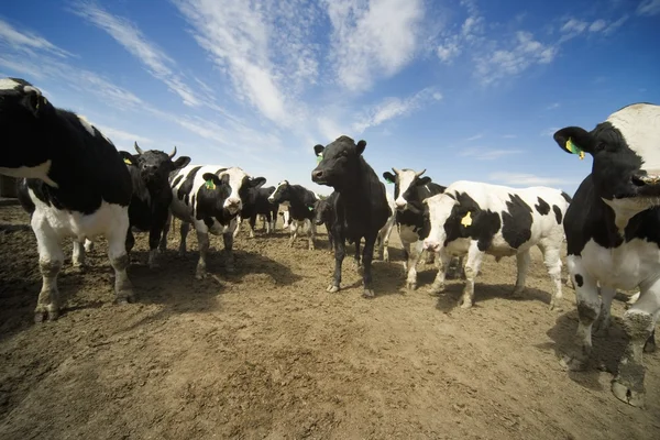 Bovino Holstein-Friesian — Foto de Stock