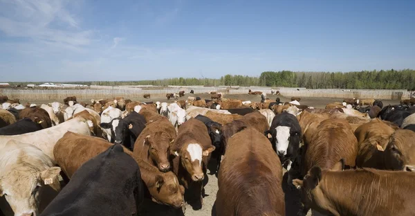 Rebaño de vacas —  Fotos de Stock