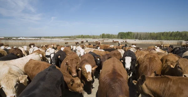 Manada de vacas — Fotografia de Stock