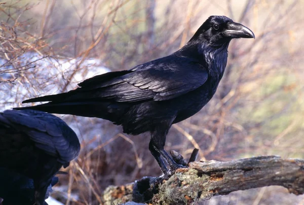 Vanlig korp — Stockfoto