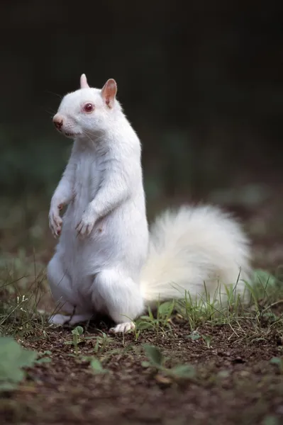 Esquilo cinzento de Albino — Fotografia de Stock