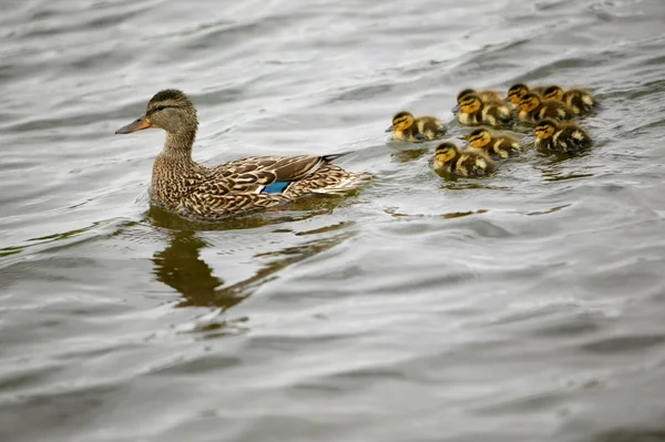 Izleyen anne ördek yavrusu — Stok fotoğraf