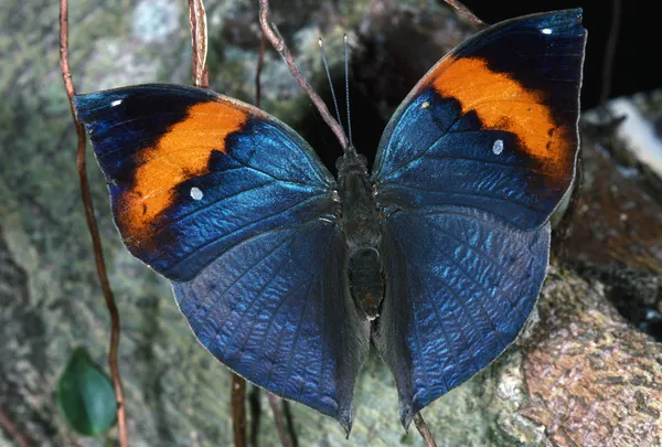 Farfalla foglia morta — Foto Stock