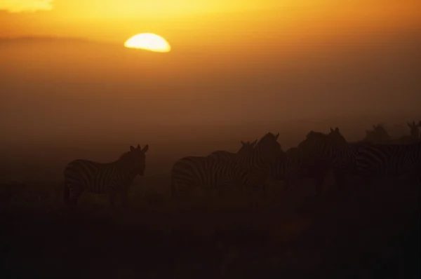 群在日出、 塞伦盖蒂国家公园、 非洲的斑马 — 图库照片