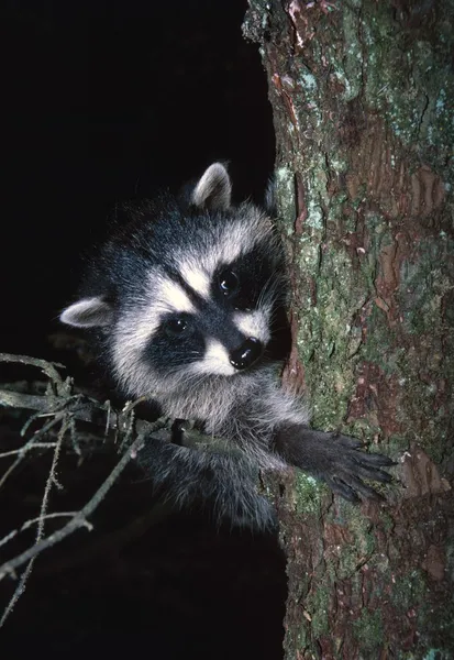 Raccoon In Tree — Stock Photo, Image