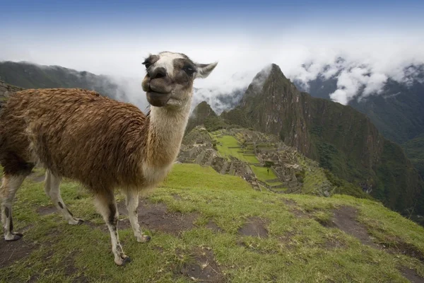 Lama (lama glama), machu picchu, peru. präkolumbianische Inka-Stätte um 1460 erbaut — Stockfoto