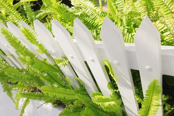 Greenery Overgrowth Out Of A White Picket Fence — Stock Photo, Image