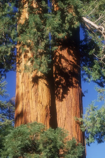 Alberi di sequoia — Foto Stock