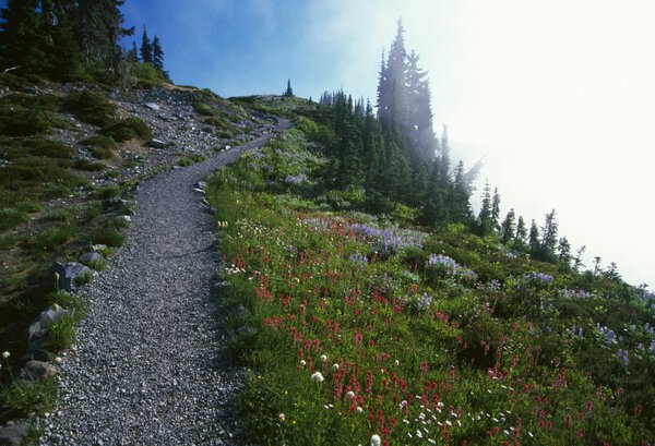 Trail In Fog At Mount Rainier