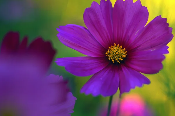 Purple Poppies — Stock Photo, Image