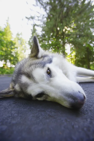Husky Laying Down On Roadway — Stock Photo, Image