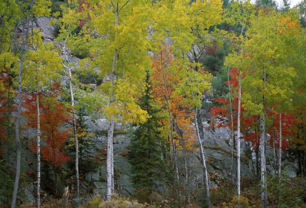 Árboles en otoño —  Fotos de Stock