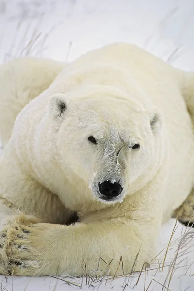 Urso polar — Fotografia de Stock