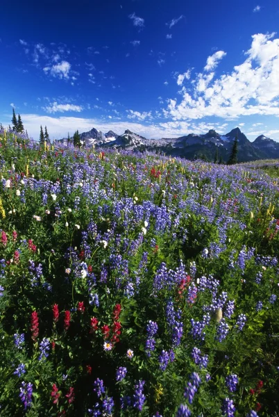 Květy s tattosh horami, mt. rainier national park — Stock fotografie