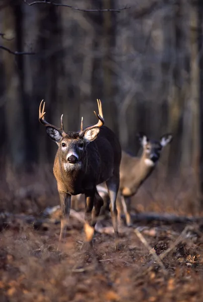 Eight Point Buck And Doe — Stock Photo, Image