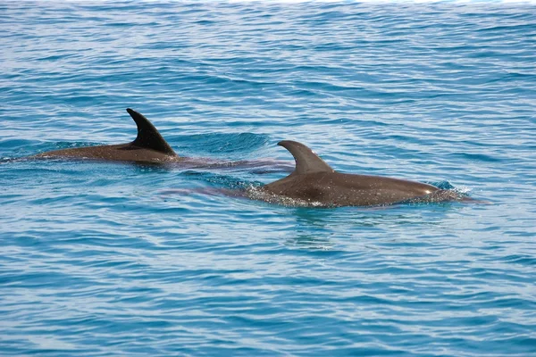 Golfinhos-pintados-do-atlântico — Fotografia de Stock