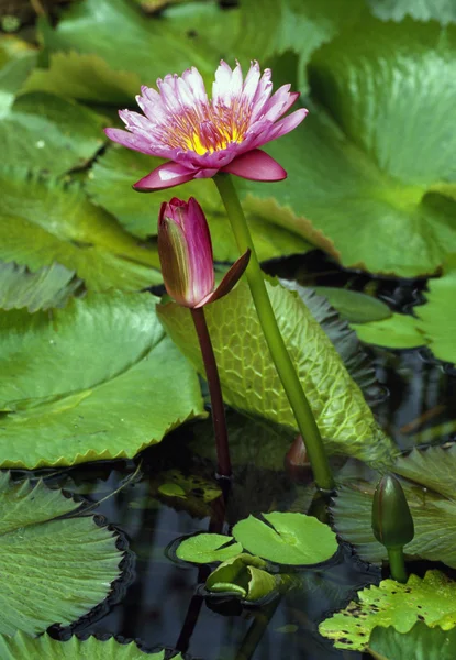 Pink Water Lilies — Stock Photo, Image