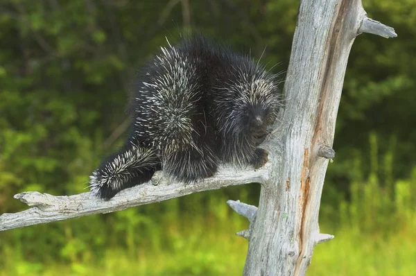 Porcupine On A Tree — Stock Photo, Image