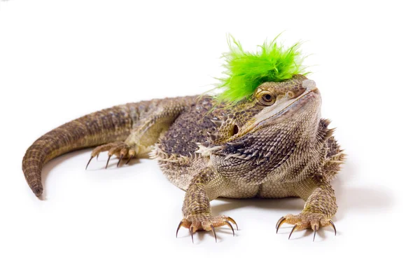 Bearded dragon ödla med mohawk — Stockfoto