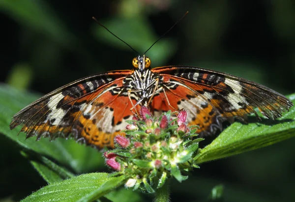 Lacewing fjäril — Stockfoto