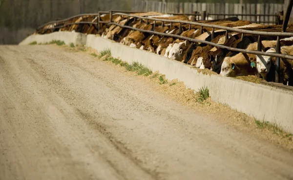 Cattle Eating In Trough — Stock Photo, Image