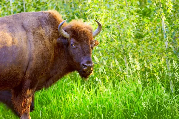 Bison — Stockfoto