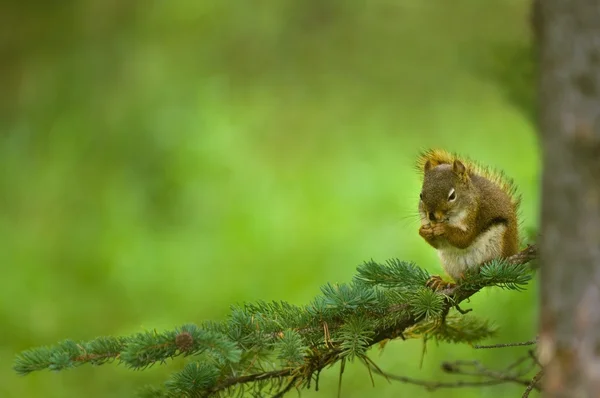 Red Squirrel On A Tree Branch — Stock Photo, Image