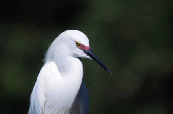 Snowy egret — Stockfoto